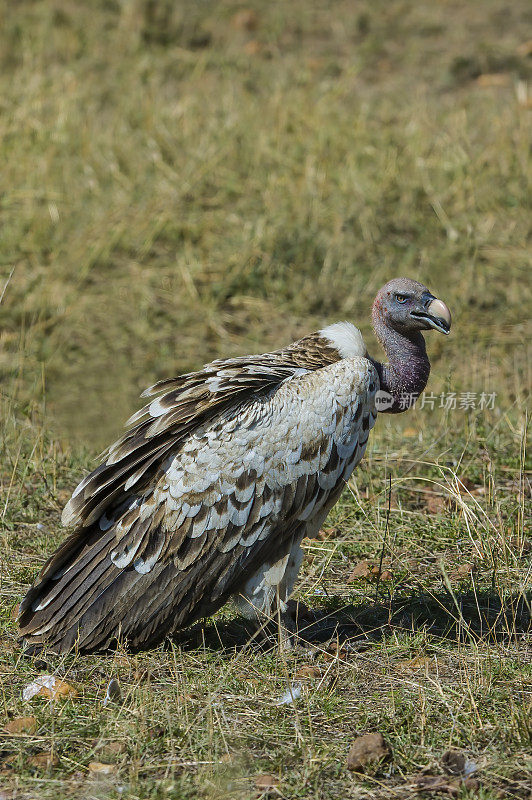 Rüppell的秃鹫或Rüppell的格里芬秃鹫(Gyps rueppellii)是一只大秃鹫。肯尼亚马赛马拉国家公园。